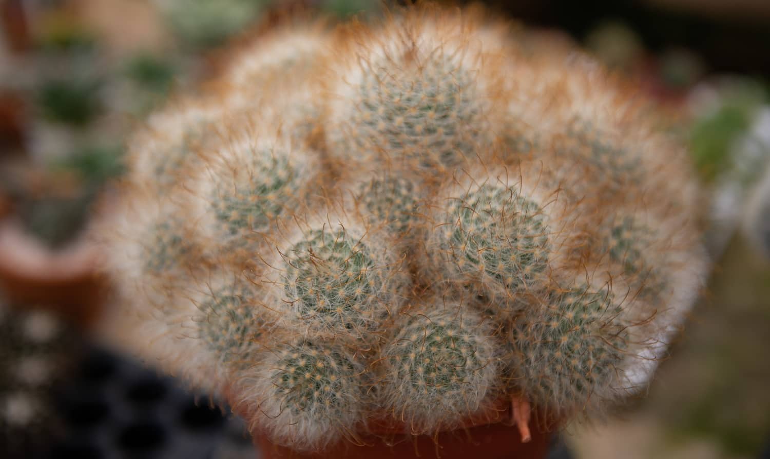 Cactus flower in a cultured farm