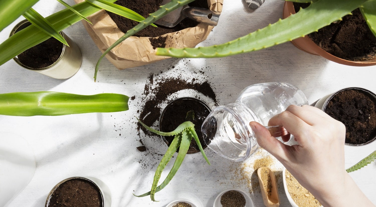 Girl watering planted succulent for home garden. Reuse of tin to grow plants. Zero waste, recycle, reuse, upcycle. Top view