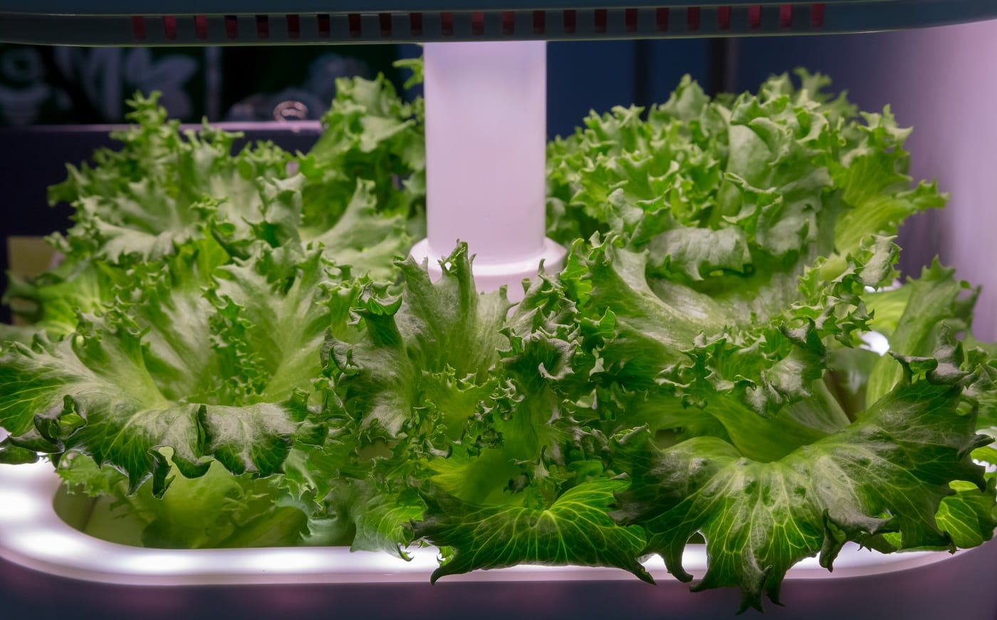 Vegetable growing with LED Light Indoor farm, Agriculture Technology. Organic hydroponic Brassica chinensis