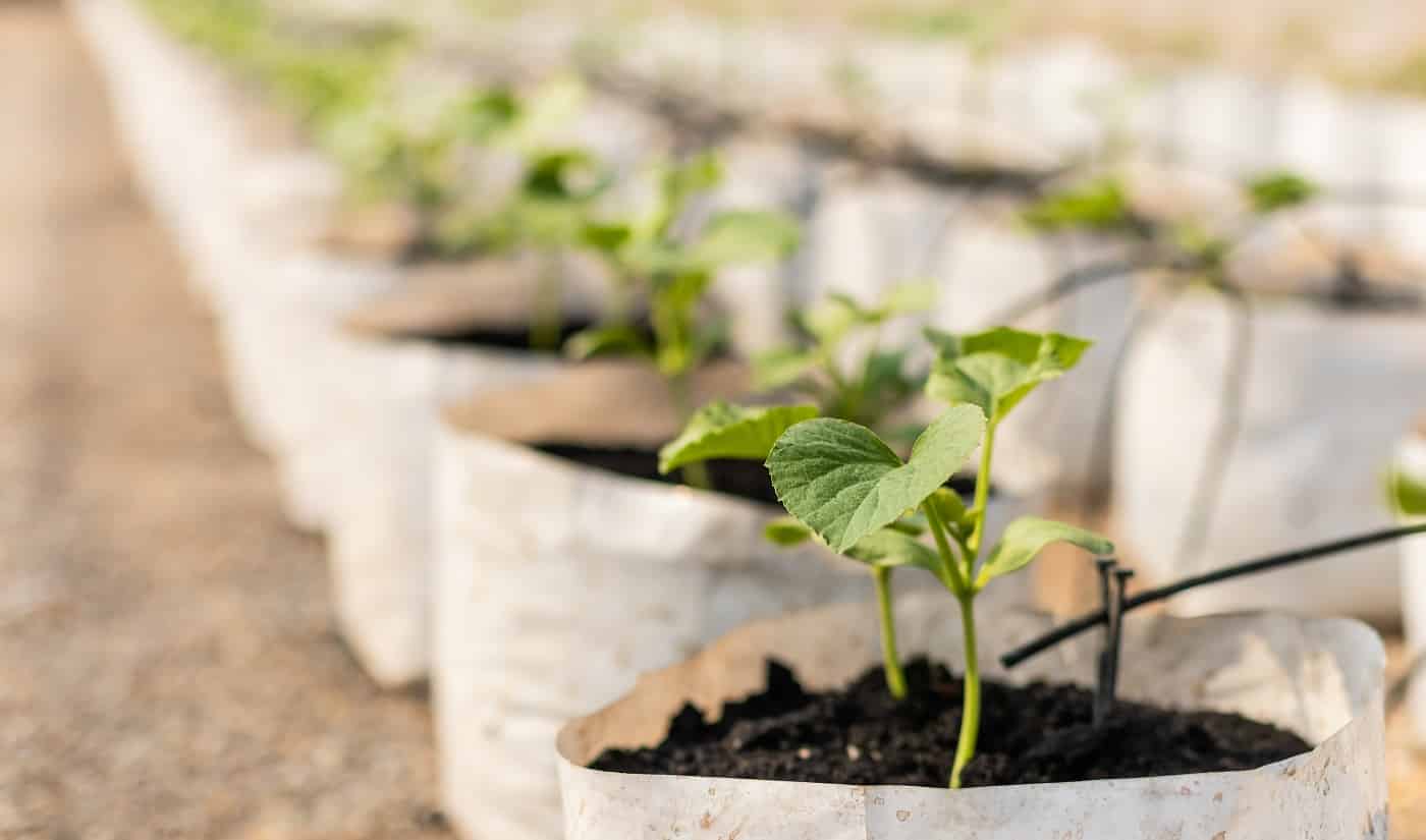 Row of young green melon tree in white seedling bag at the planting house