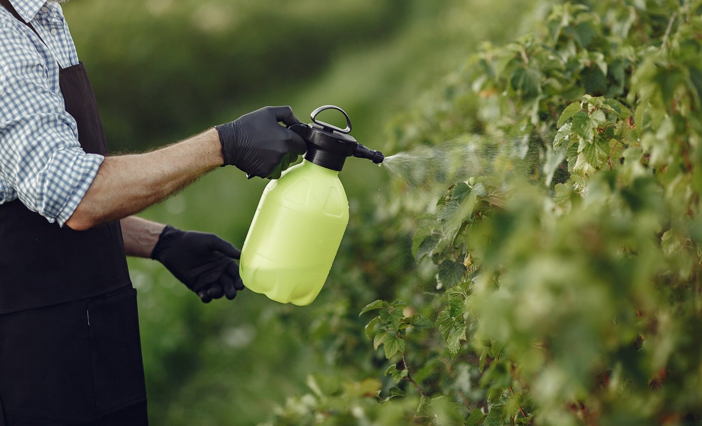 Farmer spraying vegetables in the garden with herbicides. Man in a black apron.