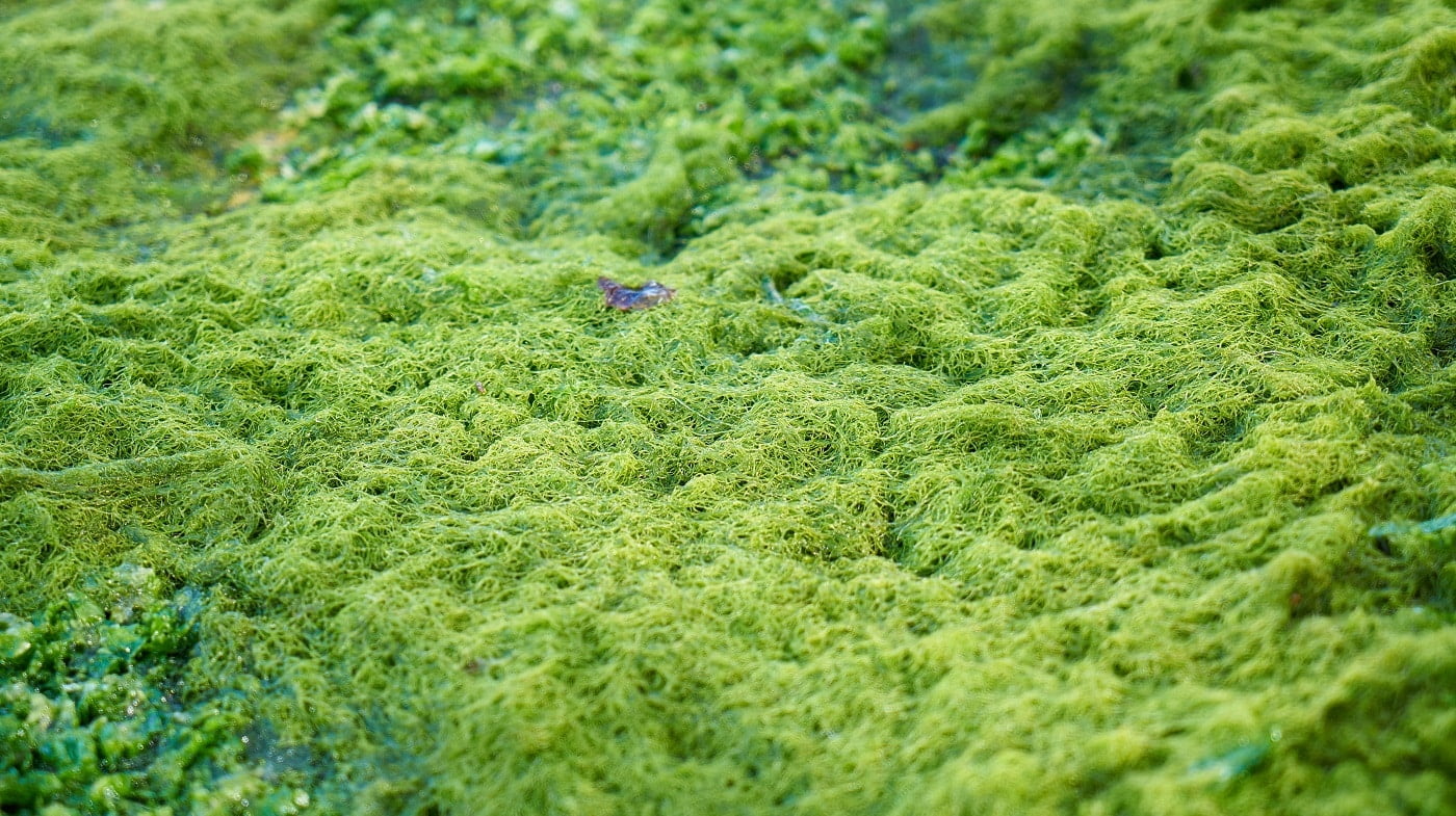 Green Seaweed . Moss Killer Buying Guide .