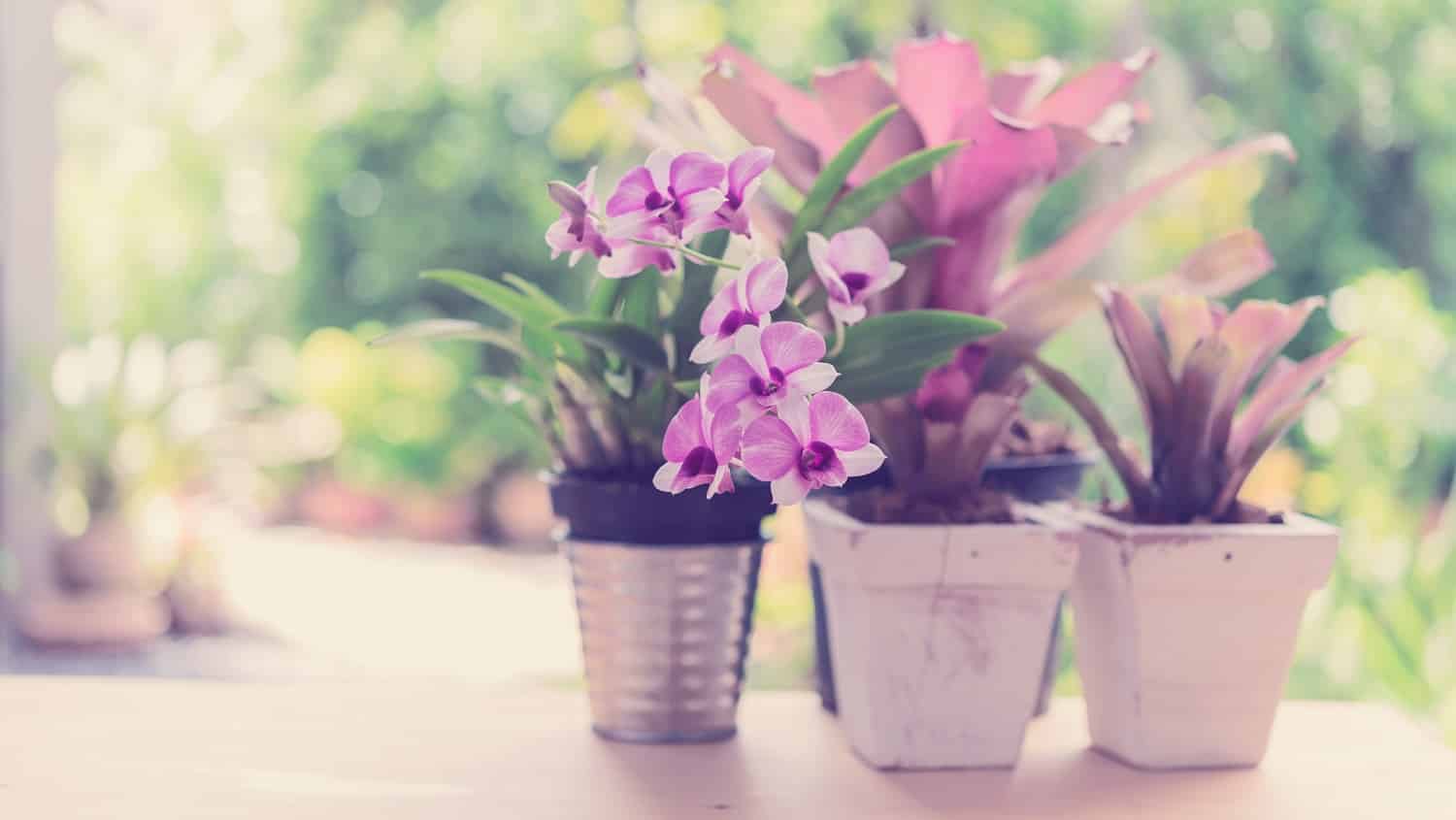 8 Best Orchid Pots Right Now Reviewed + Buyer’s Guide