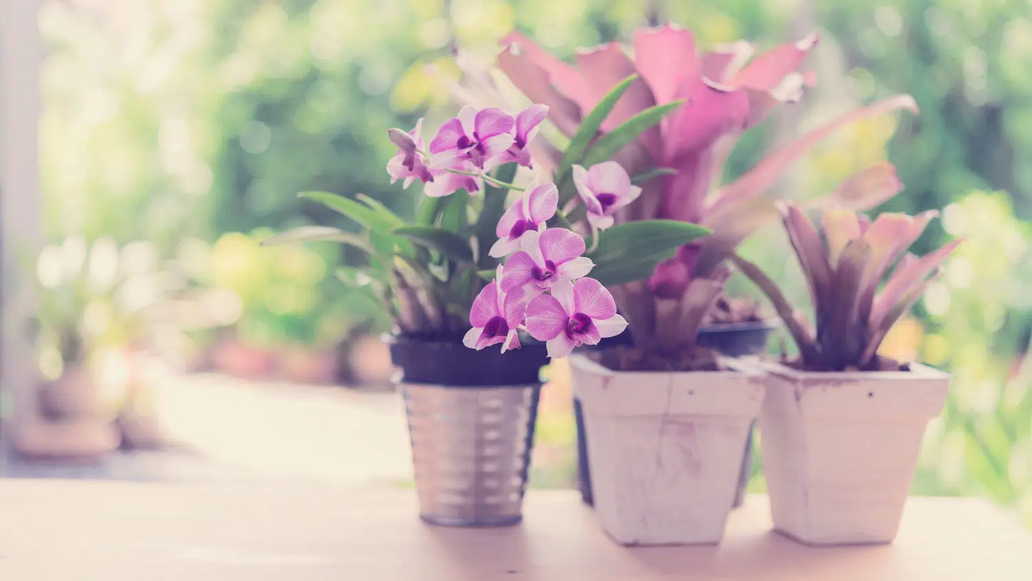 Beautiful purplr orchid flowers and Bromeliad in green garden outdoors,retro effect