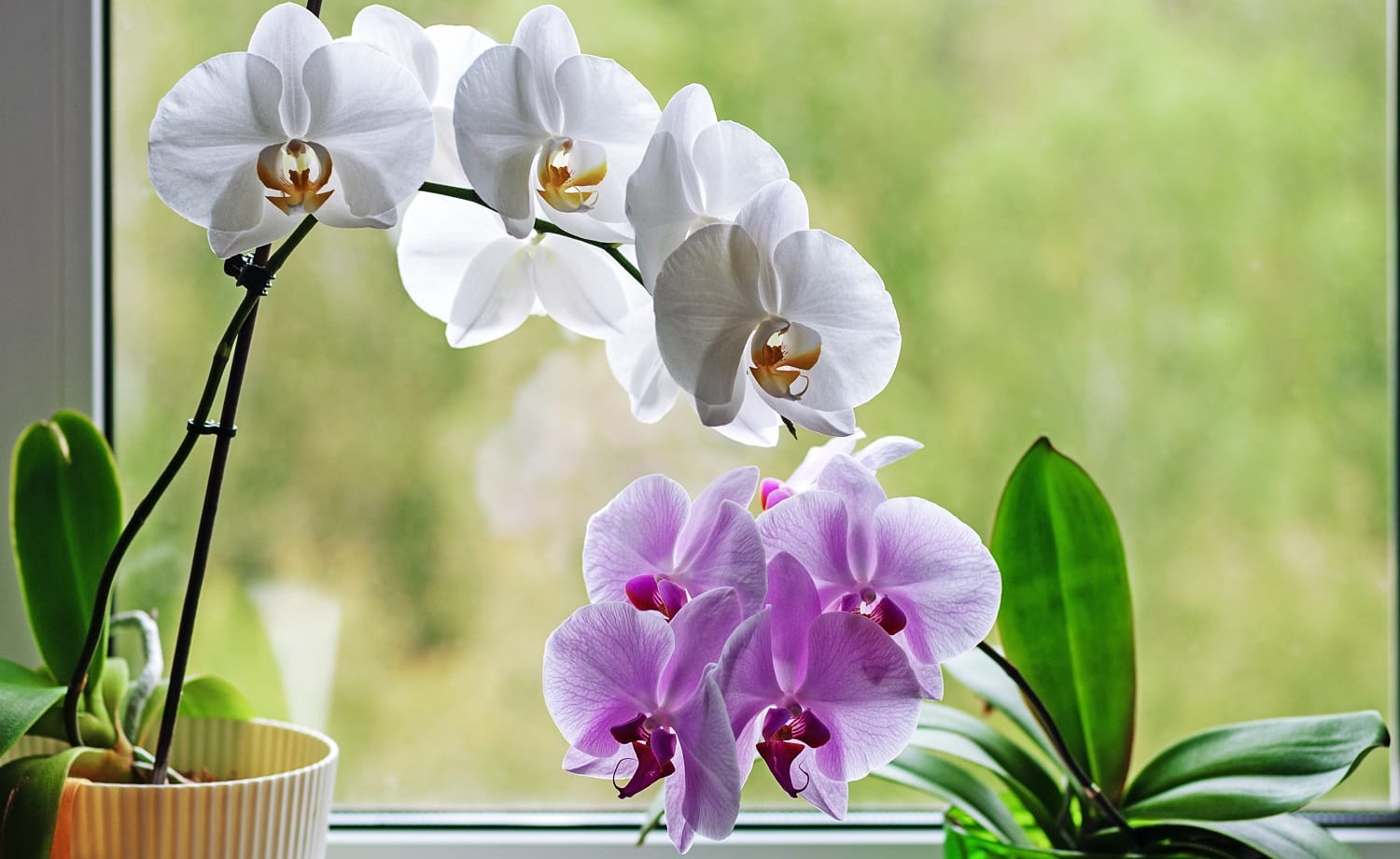 orchids blooming in flower pots on window sill