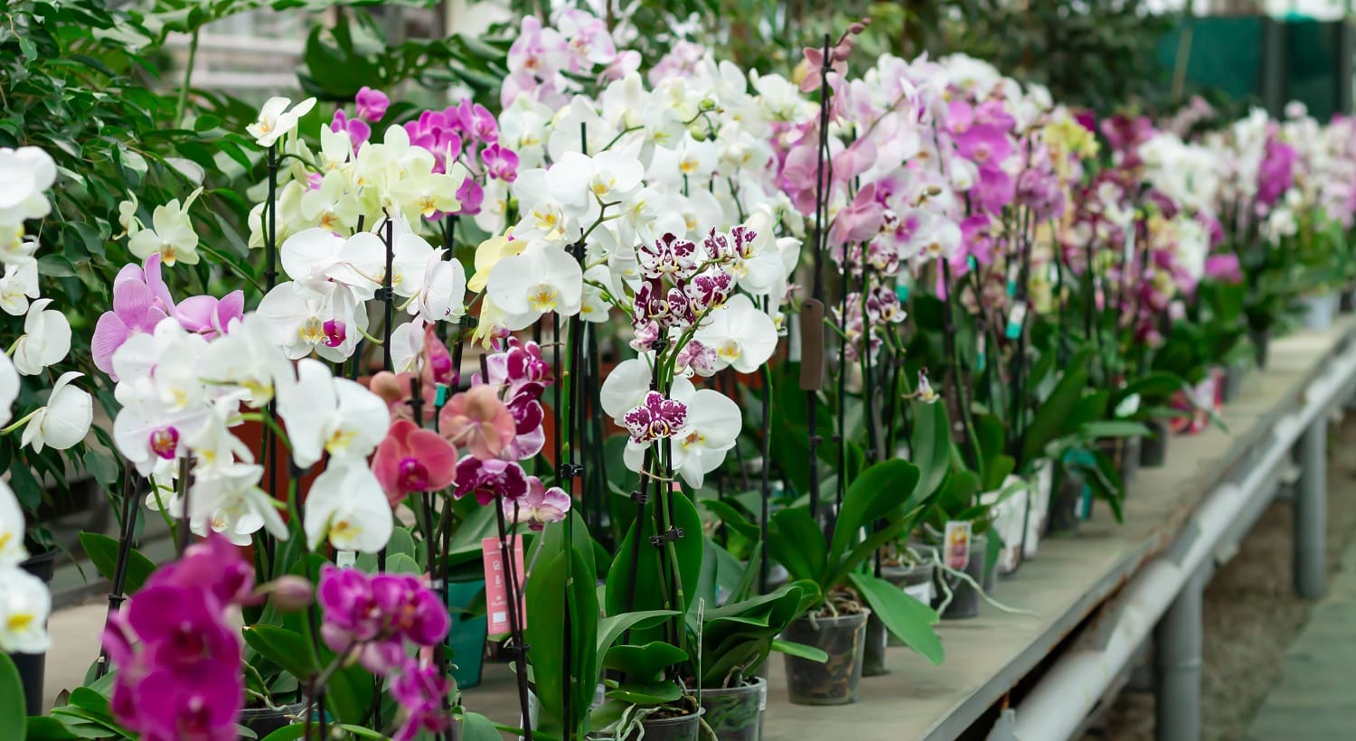 Potted orchids on counter in store. Phalaenopsis flowers of different colors