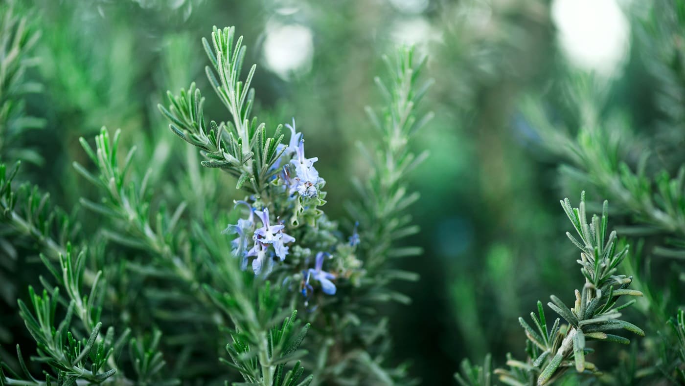 Blossoming rosemary plants with flowers on green bokeh herb background. Rosmarinus officinalis angustissimus Benenden blue field. Copy space.