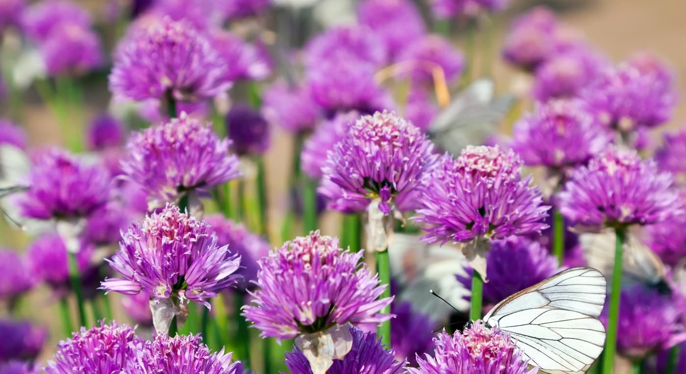 Allium Schoenoprasum field with Butterflies in spring