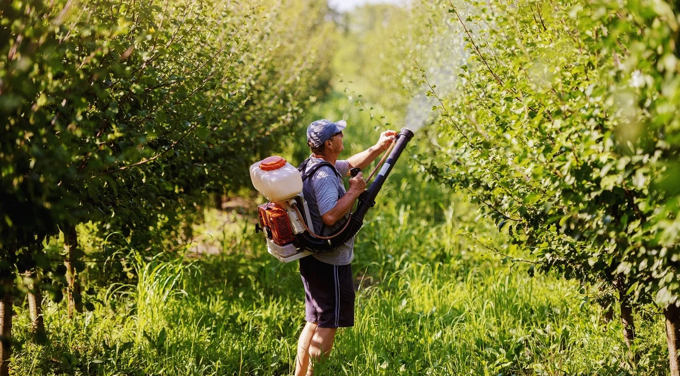 Rear view of Caucasian mature peasant in working clothes, hat and with modern pesticide spray machine on backs spraying bugs in orchard.