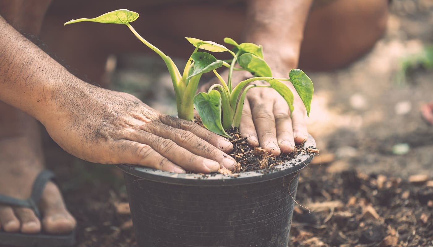 Close up people planting green plant to plastic pot in the garden. Home and garden decoration concept