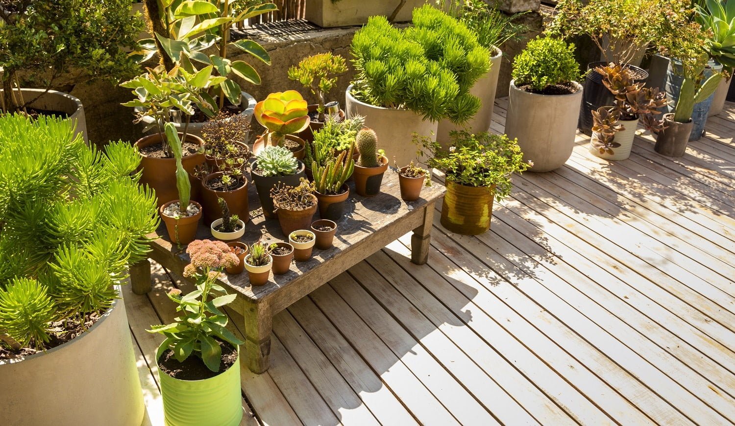 Best Vertical Gardening Ideas