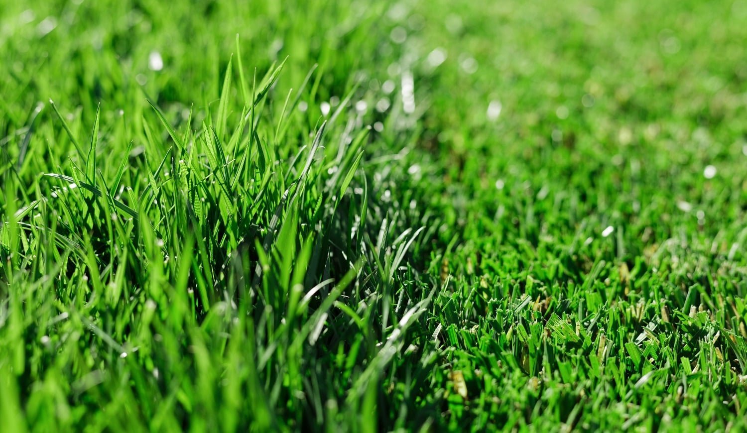 Green fresh grass. Partially cut grass lawn. Difference between perfectly mowed, trimmed garden lawn or field for sports, golf and long uncut grass. Lawn, carpet, natural green trimmed grass field