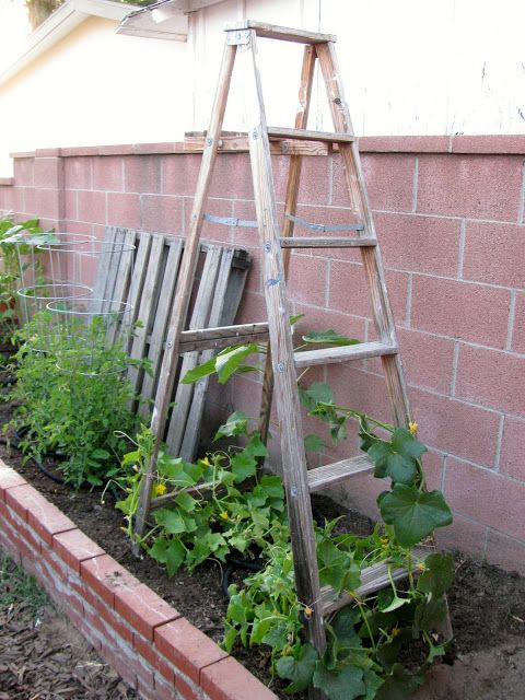 Trellis Ladder