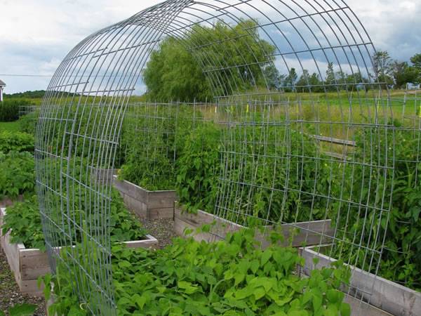 Cattle Panel Trellis