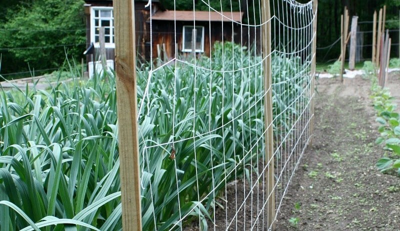 Pea Trellis