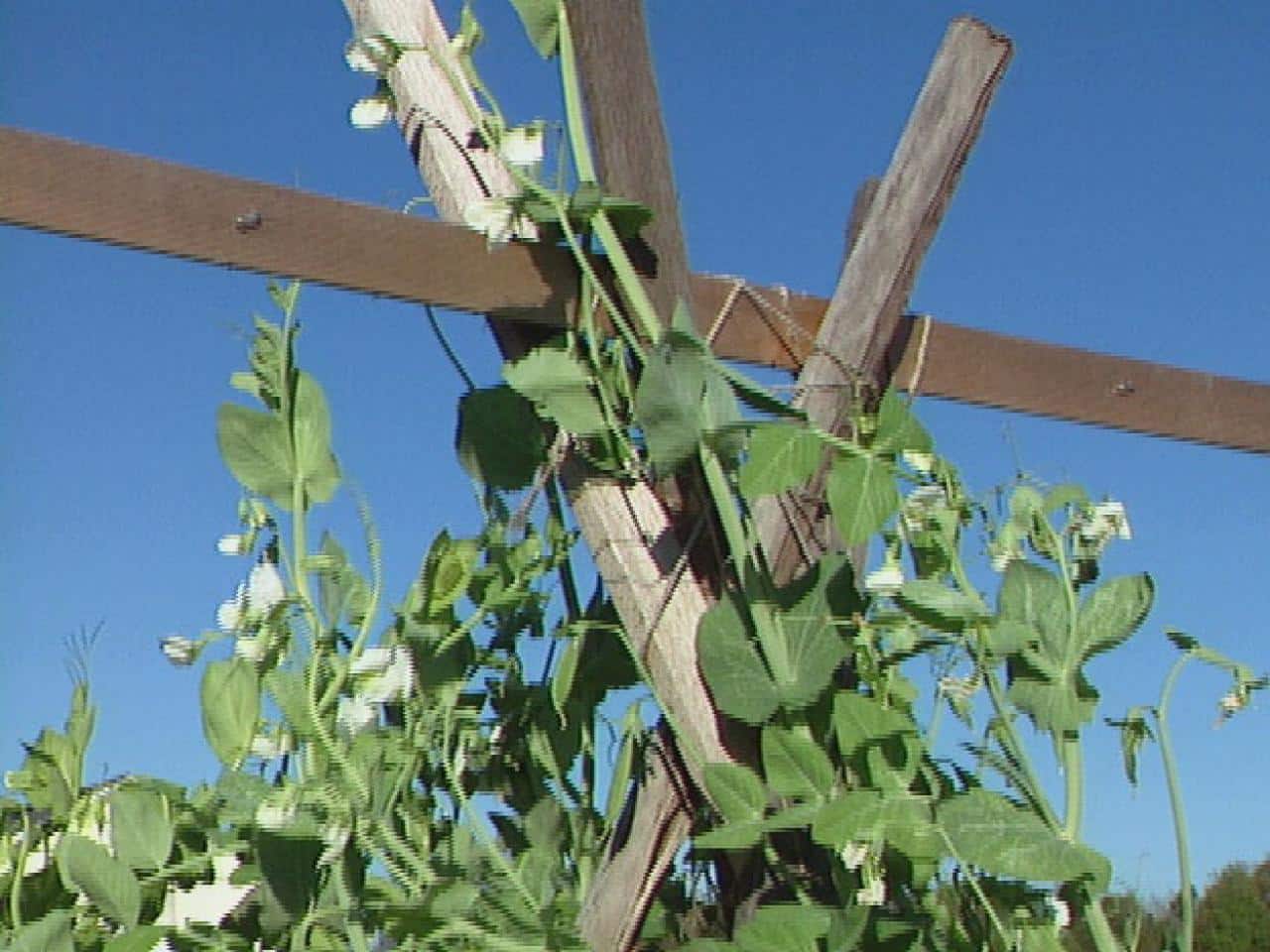 Vining Plant and Pea Trellis