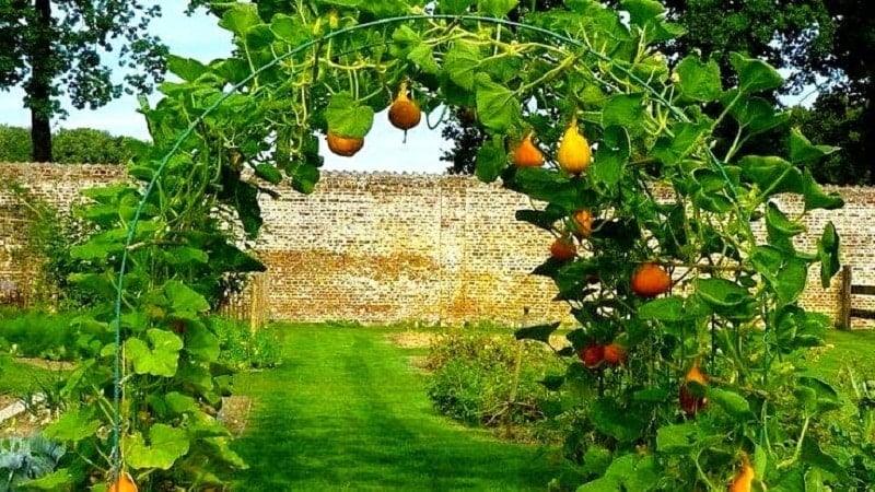 Squash Arch Trellis