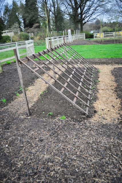 Traditional Trellis 