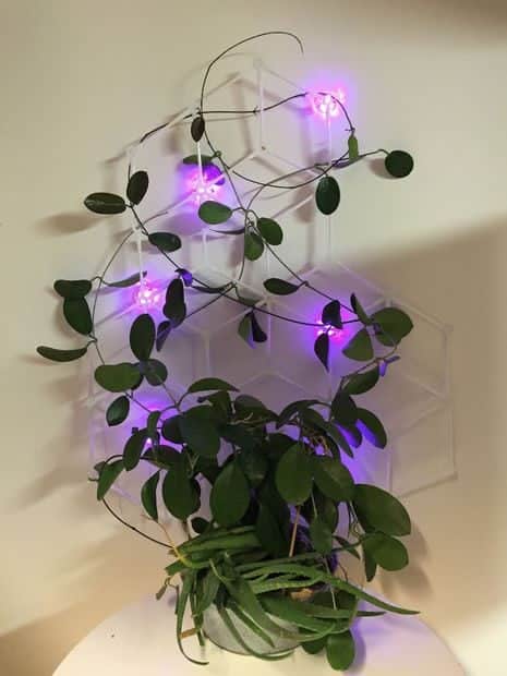 Trellis with Lighting 