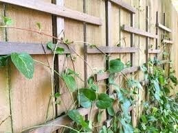 Clematis Trellis