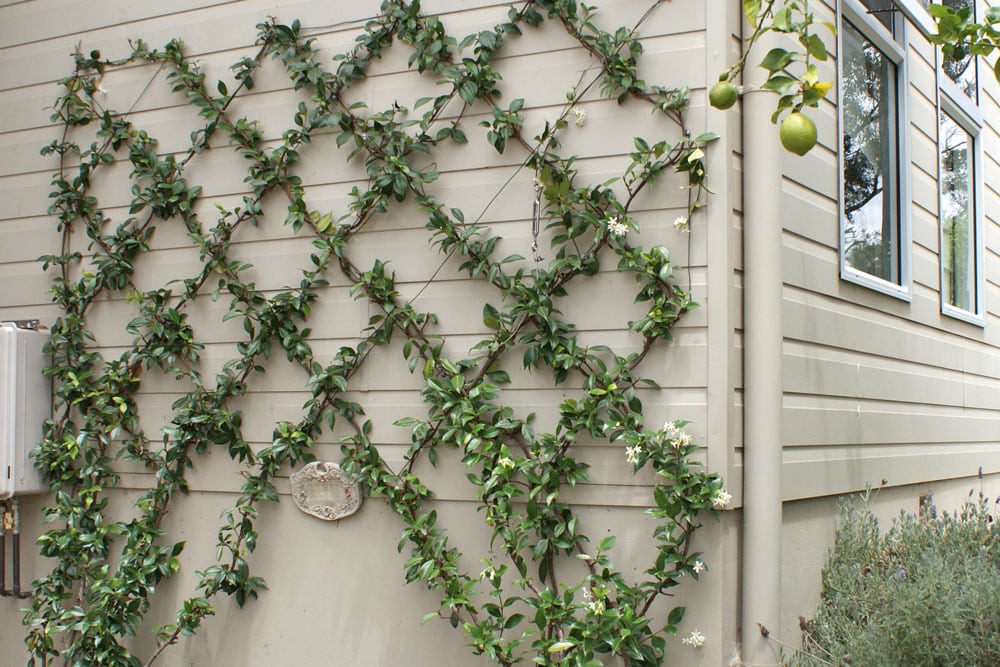 Wire Wall Trellis