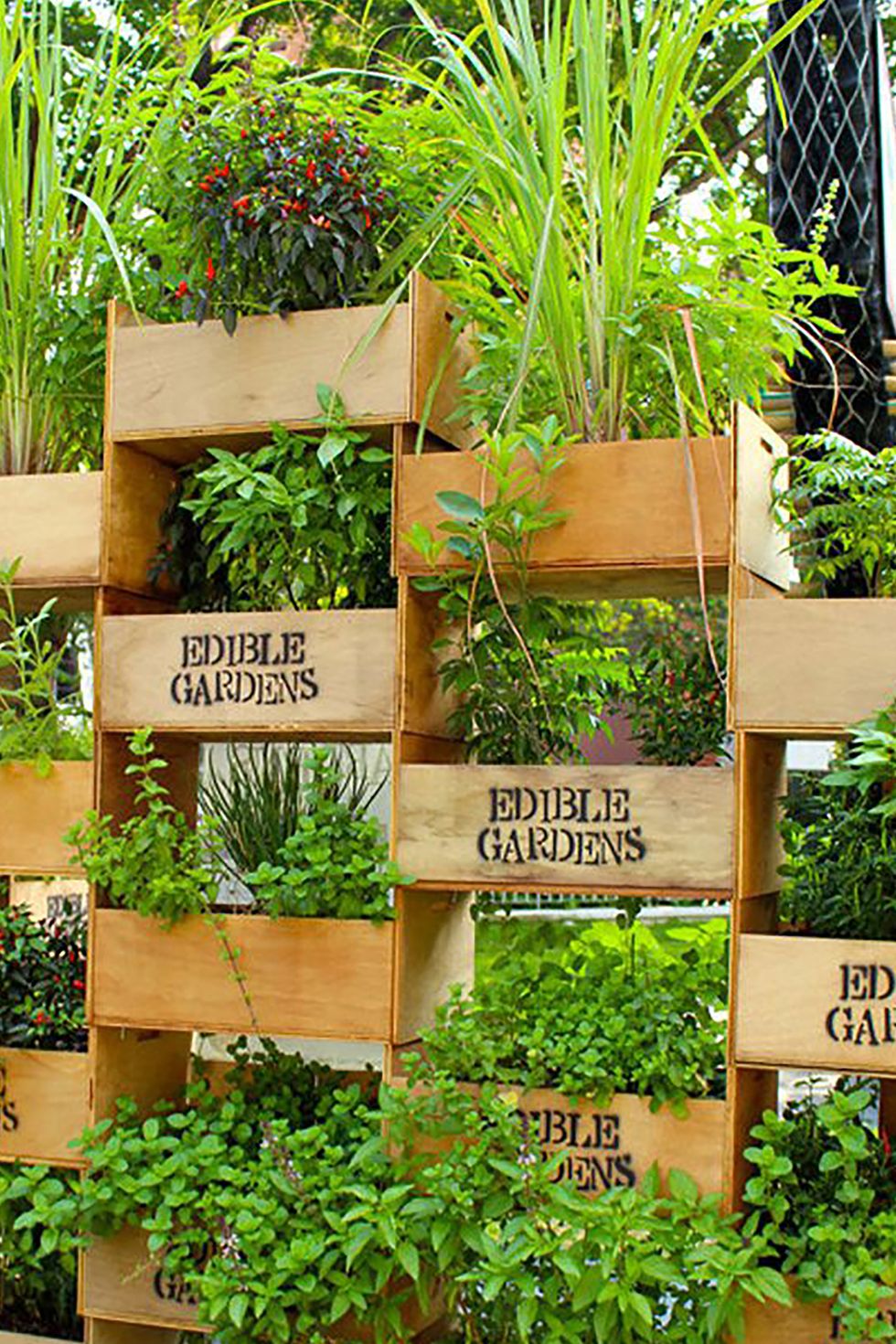 Crates And Foliage