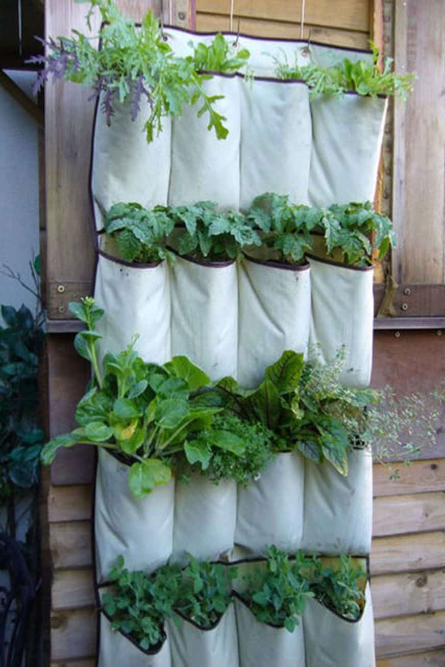 Shoe Rack Vertical Garden