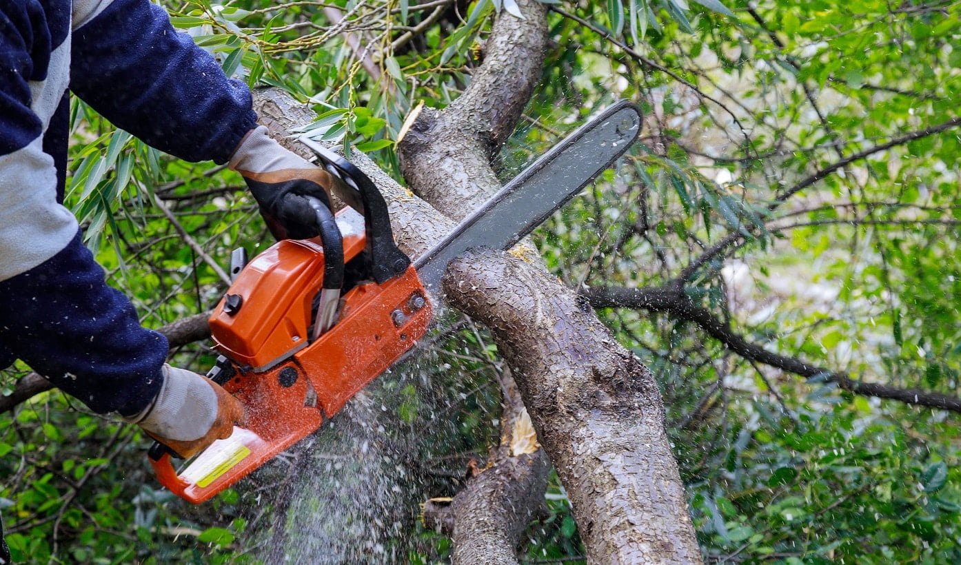 Broken the trunk tree after a hurricane of man is cutting a tree with a chainsaw