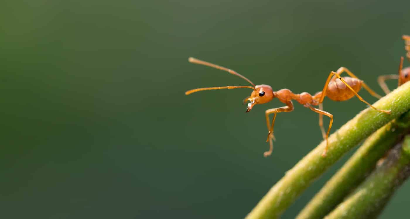 Ant action standing on green blur background,design for natural background