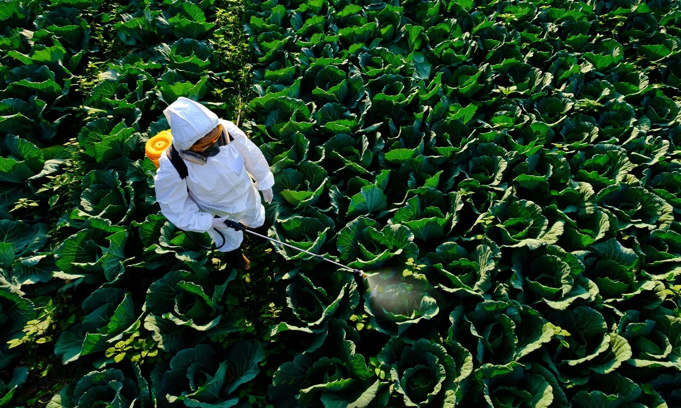 Female gardener in a protective suit and mask spray Insecticide and chemistry on huge cabbage vegetable plant