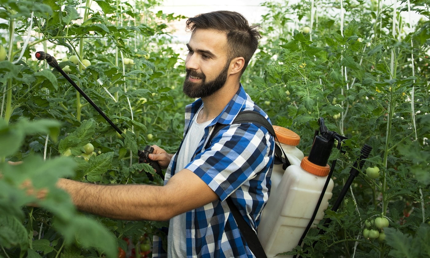 Young bearded farmer worker spraying plants with pesticides to protect against disease.