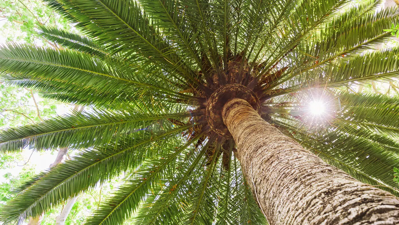Best Fertilizer for Palm Trees of 2020