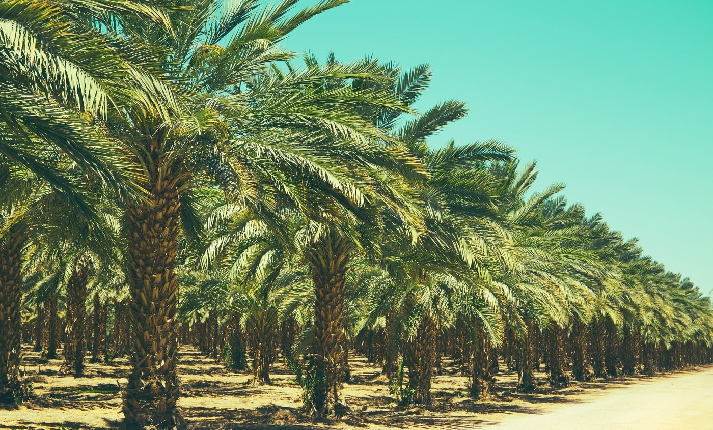 Plantation of date palm trees in Israel. Beautiful nature background for posters, cards, web design.