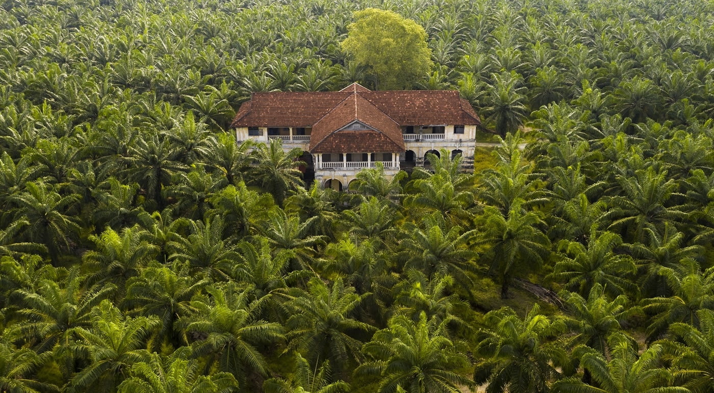 A palm tree plantation in South East Asia, with an abandoned mansion residing in the centre of it. The trees are used for Palm Oil production.