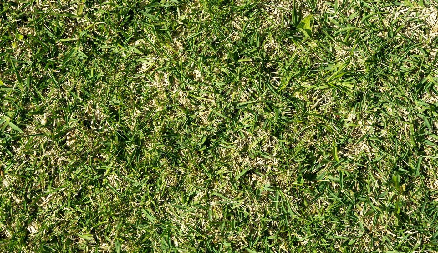 St. Augustine grass background. Stenotaphrum secundatum