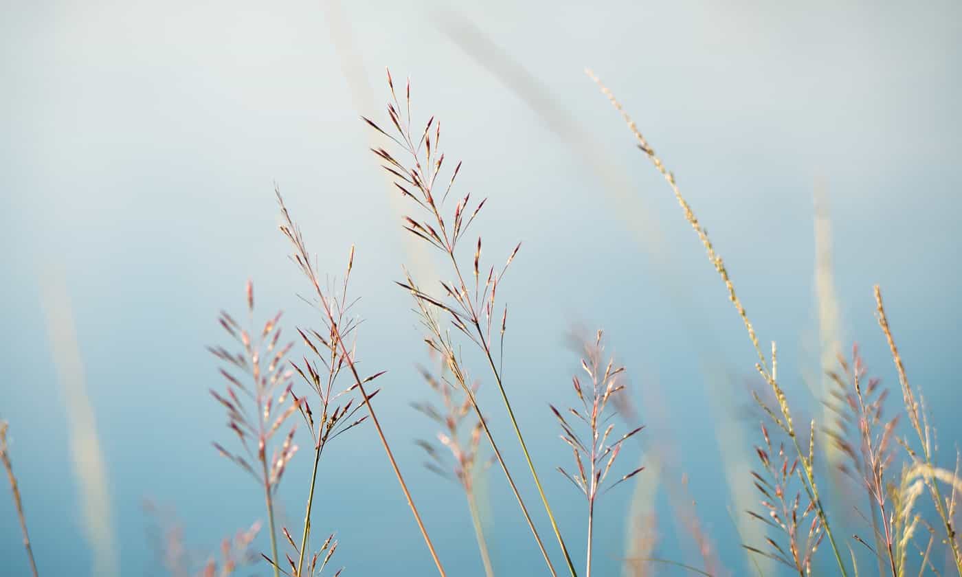 gold beard grass