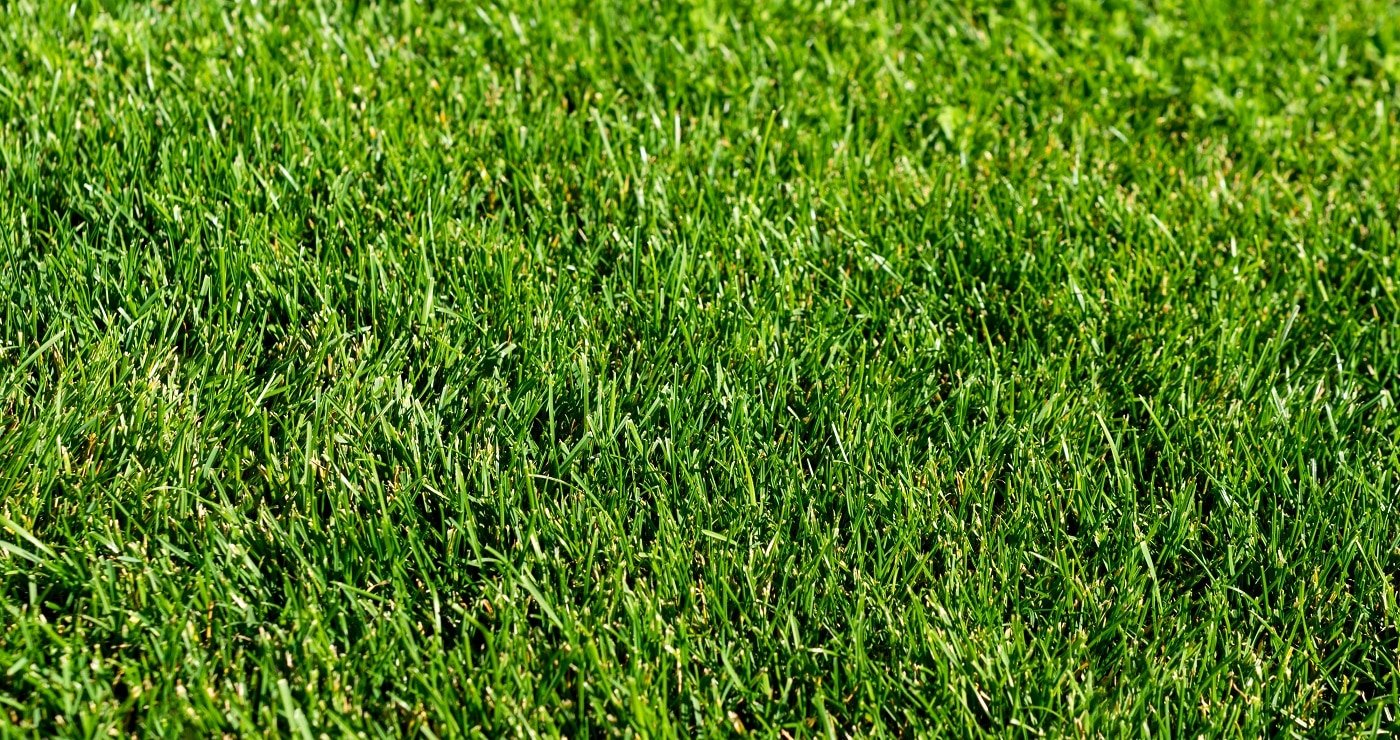 Green grass lawn in the garden, green flooring making concept, football pitch training or golf lawn. Green grass texture background, ground level view.Abstract natural background with selective focus