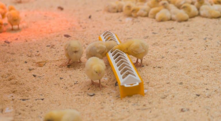 Small yellow chickens eat on the farm.