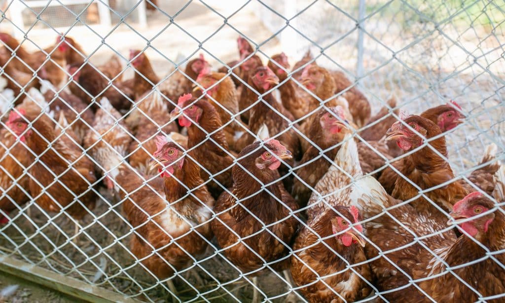 Best Floors For A Chicken Coop Options Right Now