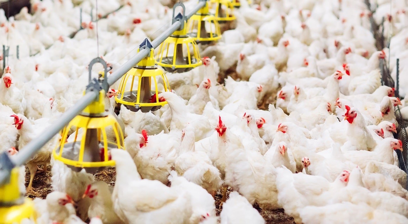 Indoors chicken farm, chicken feeding