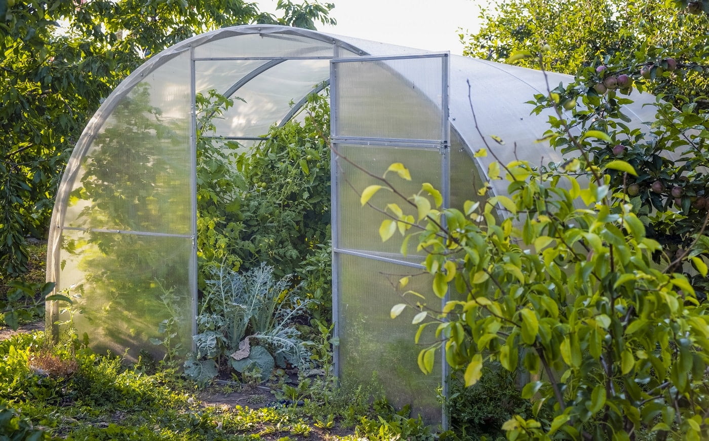 Greenhouse. Organic food. Open greenhouse with tomatoes in the middle of the vegetable garden
