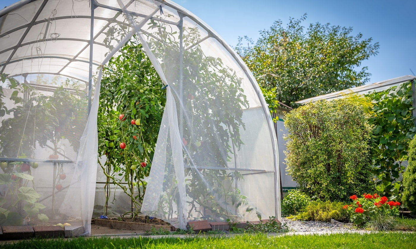 warm house with tomatoes in private garden in back yard with green lawn