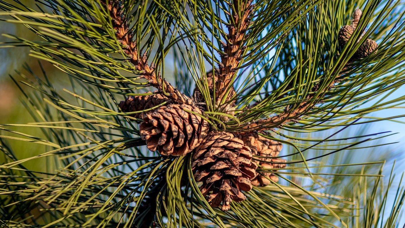 A closeup shot of pine cones hanging on the tree