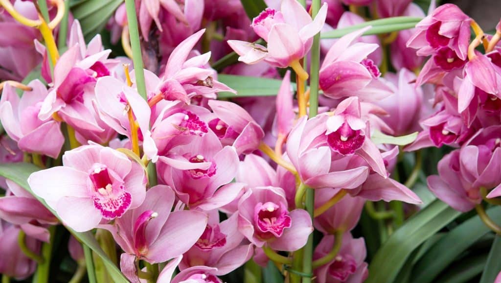 7 Best Potting Mix For Orchids Reviews + Guide