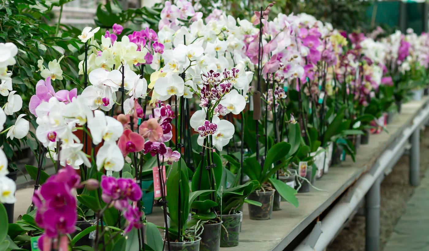 Potted orchids on counter in store. Phalaenopsis flowers of different colors. Potting Mix For Orchids.