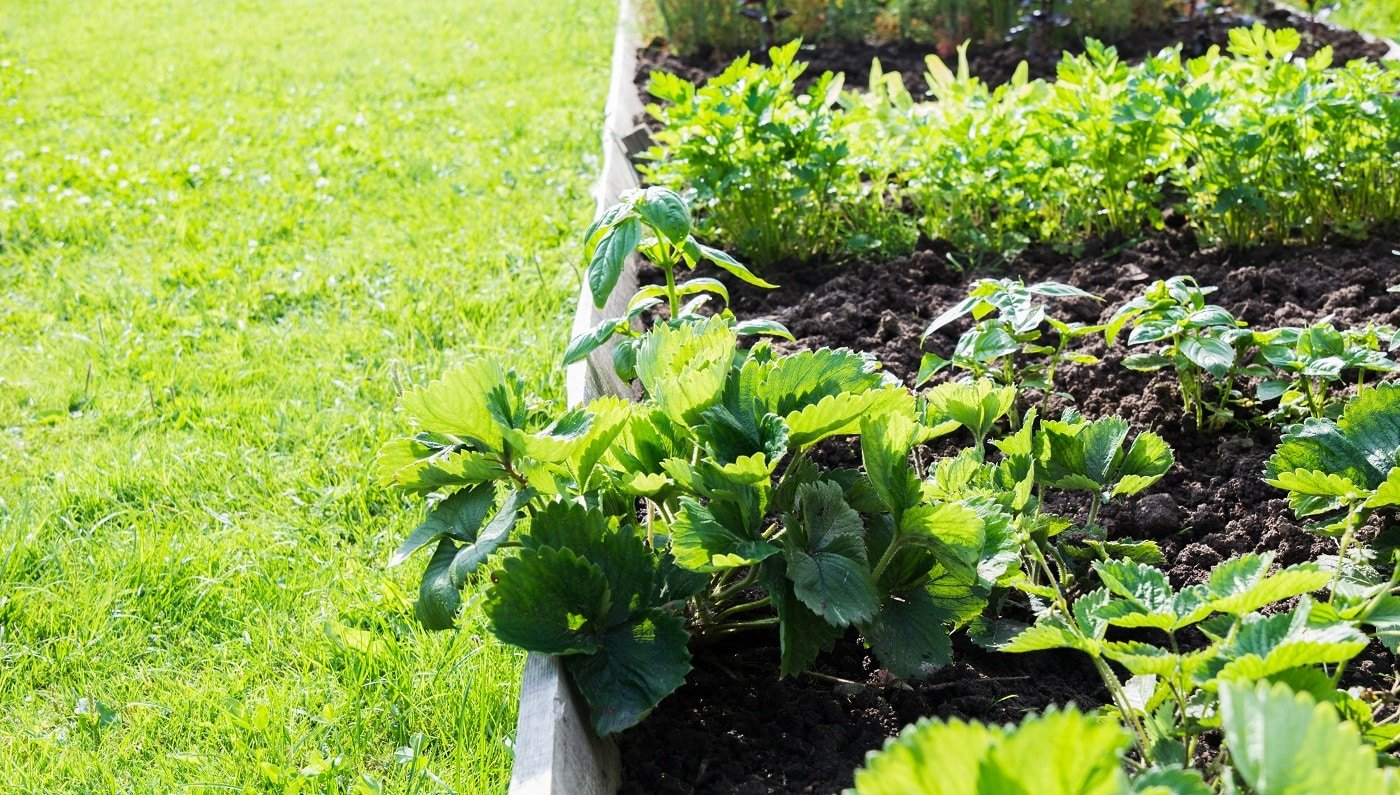 Strawberries, vegetable and greens garden beds. Gardening. Summer hobby. Close Up. Outdoor Fresh greens