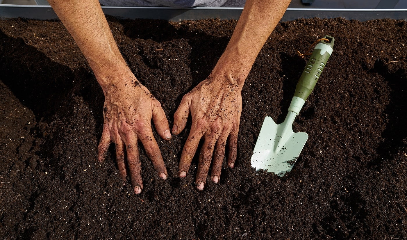 Farmer man hands dirty on substratum of urban garden orchard in raised bed