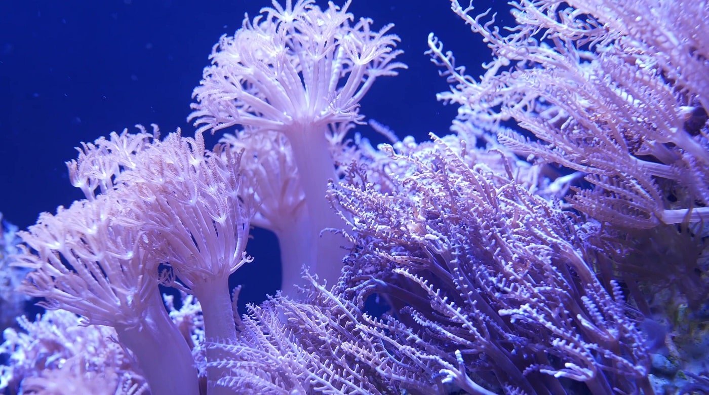 8 Best Aquarium Backgrounds [Reviewed & Buyer’s Guide]