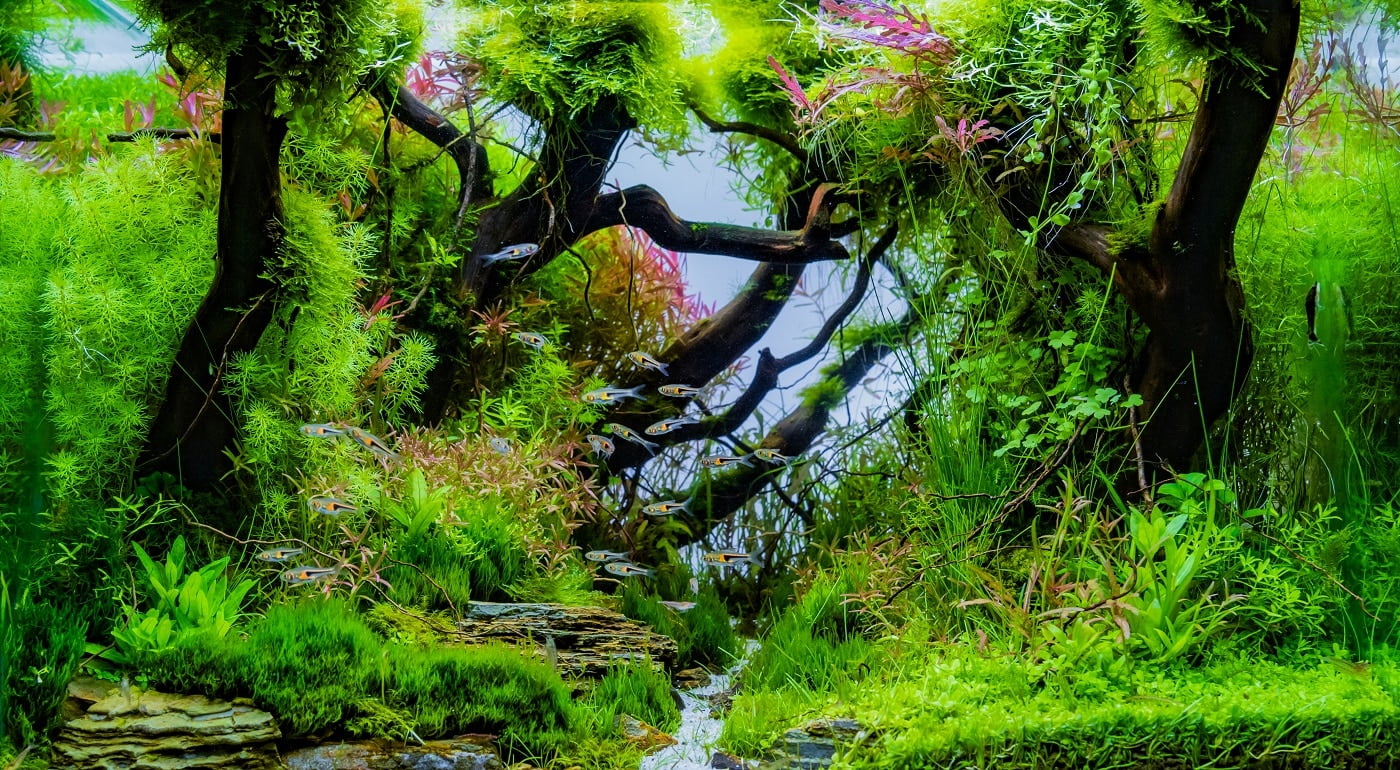 close up image of aquarium tank with a variety of aquatic plants inside.