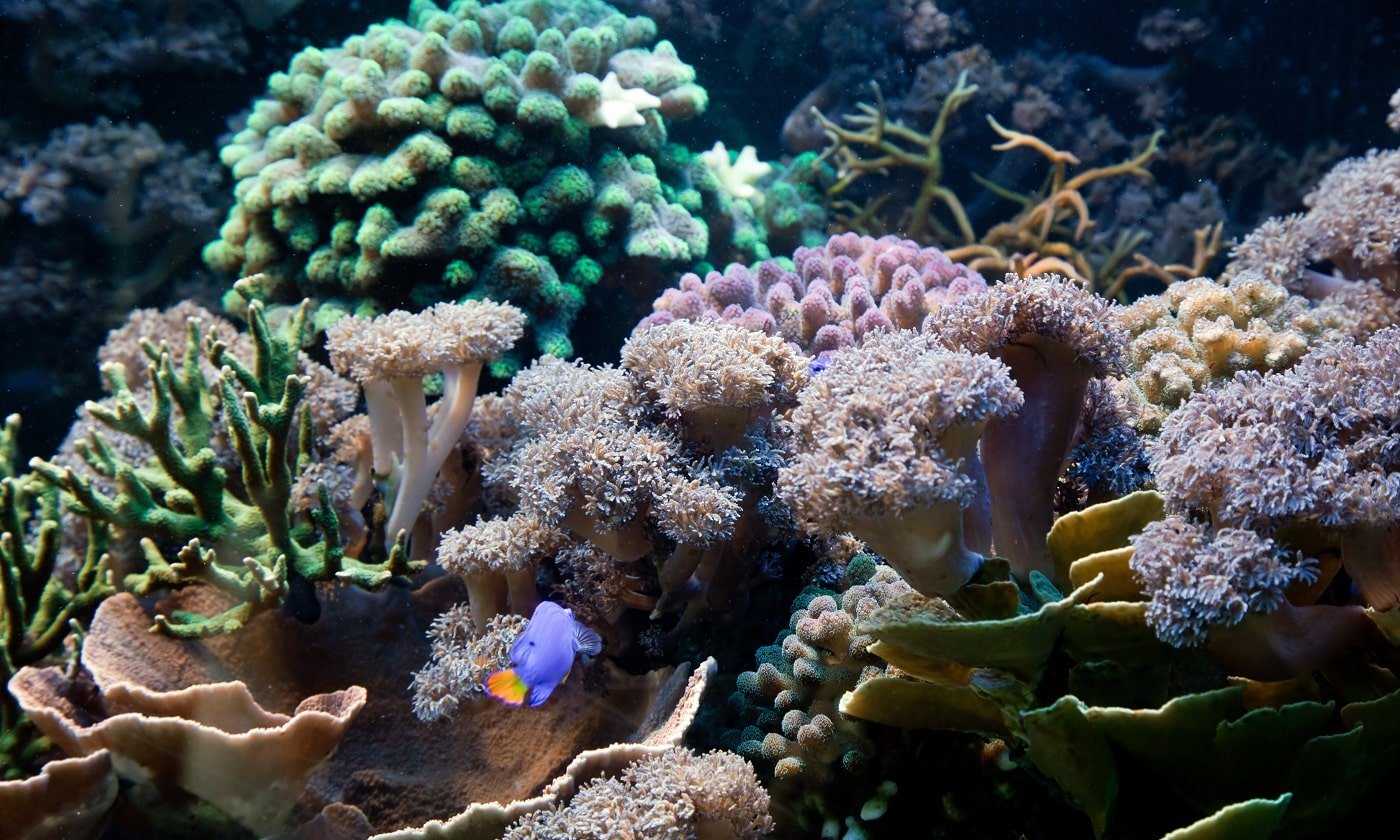 Underwater life, Fish, coral reef in ocean